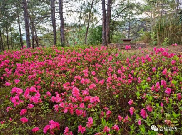 杜鵑花